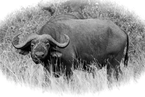 Buffel i svart och vitt — Stockfoto