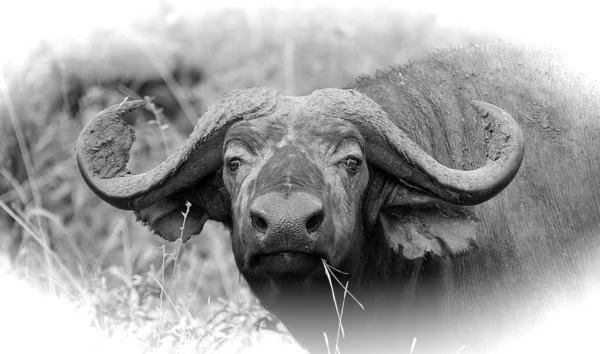 Retrato de un búfalo en blanco y negro —  Fotos de Stock