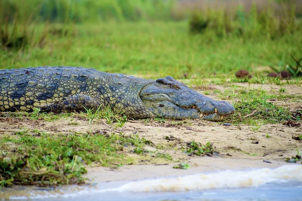 Krokodýl klade na břehu — Stock fotografie