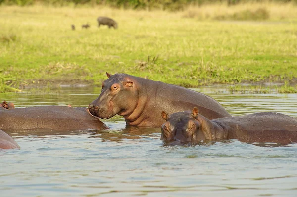 Flusspferde spielen im Wasser — Stockfoto