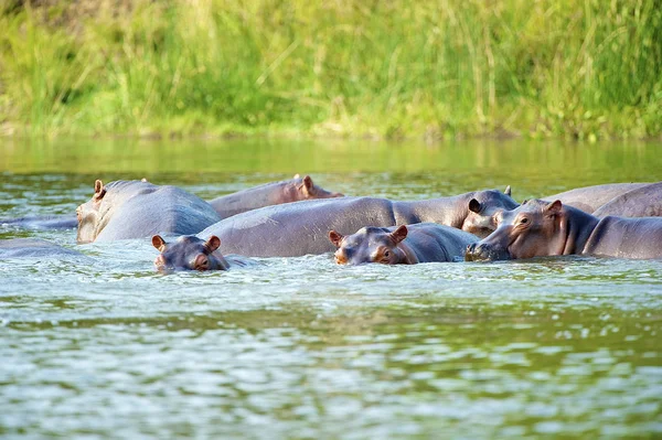 Hipopotam bawić się w wodzie — Zdjęcie stockowe