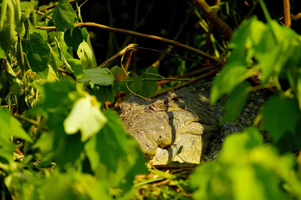 Les yeux effrayants du crocodile d'Afrique — Photo