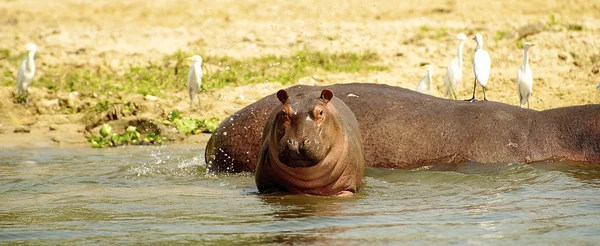 Ippopotamo entra in acqua — Foto Stock