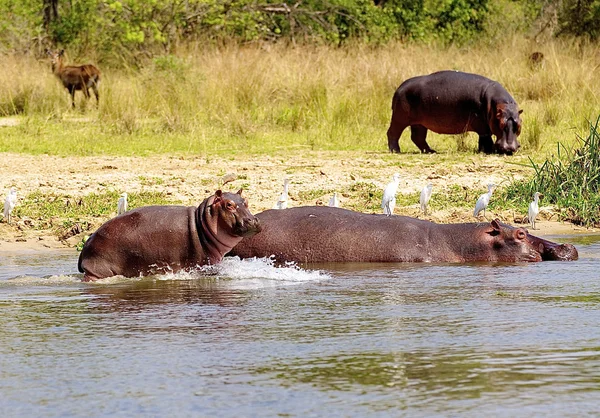 非洲 hippopotamus — 图库照片