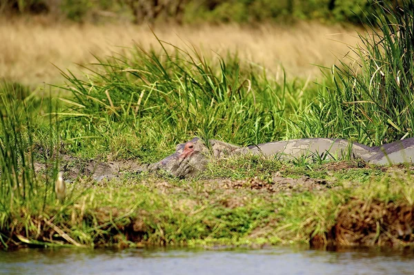 Ippopotamo pn riva — Foto Stock