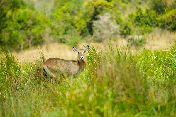 Deer in the grass — Stock Photo, Image
