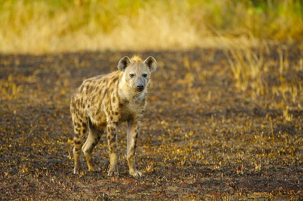 Hyena's wandelingen in de jungle — Stockfoto