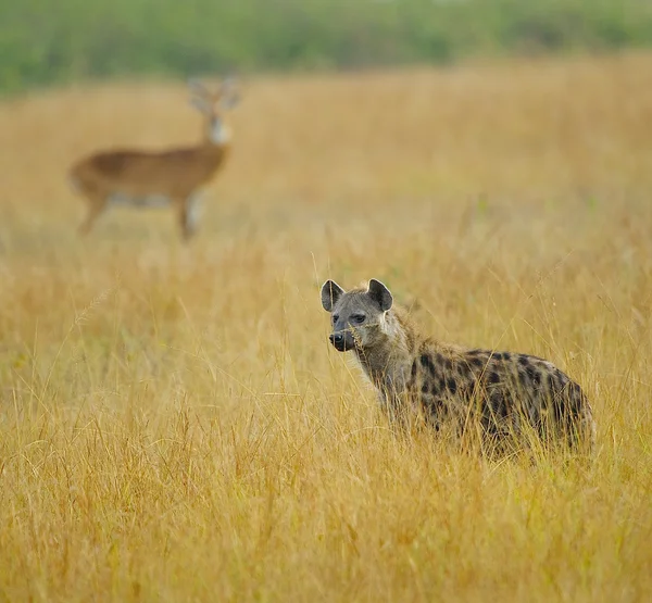 Africké hyena — Stock fotografie