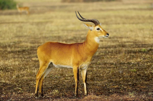 Antilop poser i öknen — Stockfoto