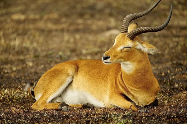 Antilop Uganda, Afrika — Stok fotoğraf