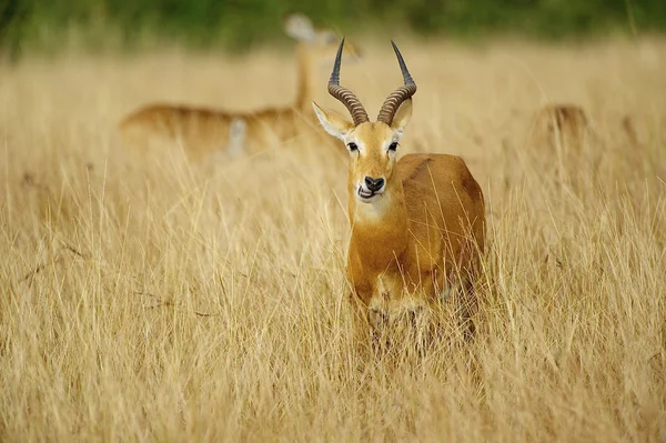 Antilope posiert in Afrika — Stockfoto