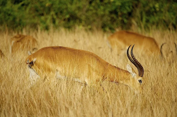 Les antilopes mangent l'herbe — Photo