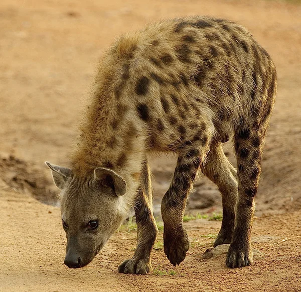 Hyena marche sur le sable — Photo