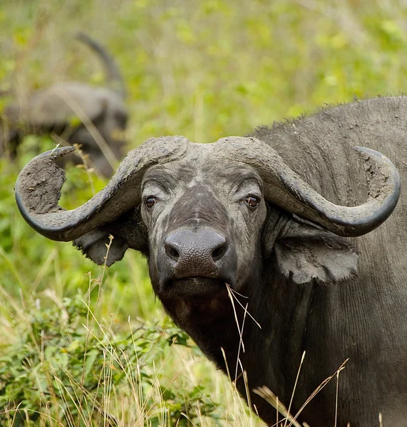 Portrait of buffalo — Stock Photo, Image