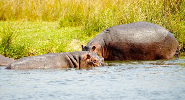 Ippopotamo — Foto Stock