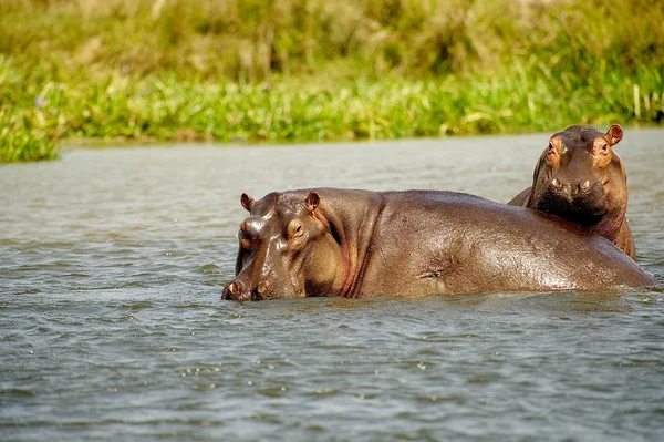 Par de hipopótamo junto — Stok fotoğraf