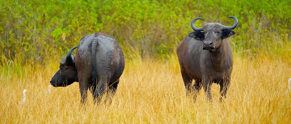 Buffalos from the front and from the back — Stock Photo, Image