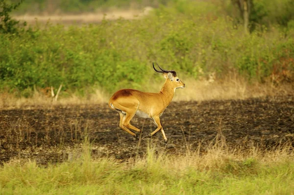 Antilopa jumos v Ugandě — Stock fotografie