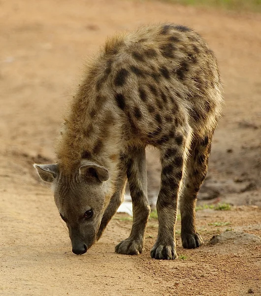 Portrait d'une hyène — Photo