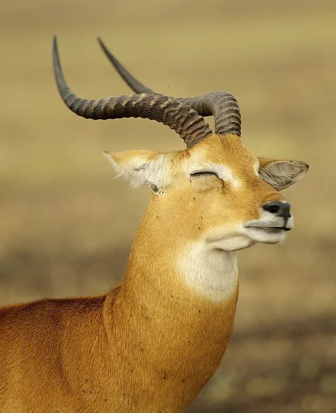 Antelope sluit de ogen — Stockfoto