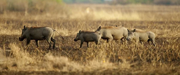 Les porcs courent le champ — Photo