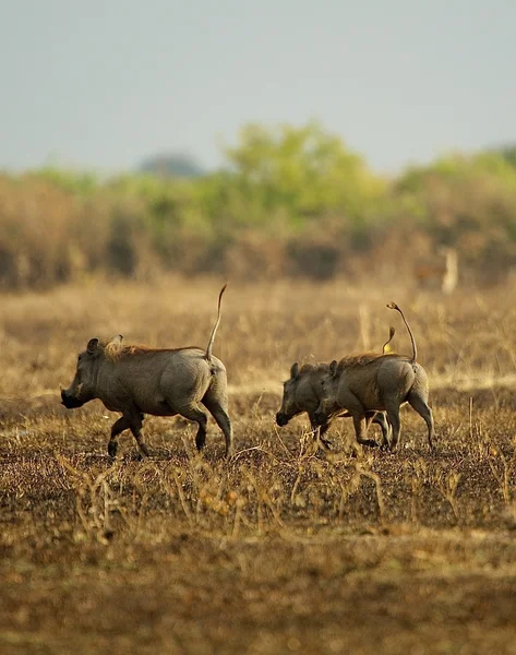 I maiali corrono sul campo — Foto Stock