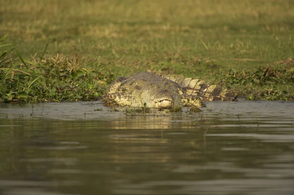 Crocodilo de Uganda — Fotografia de Stock