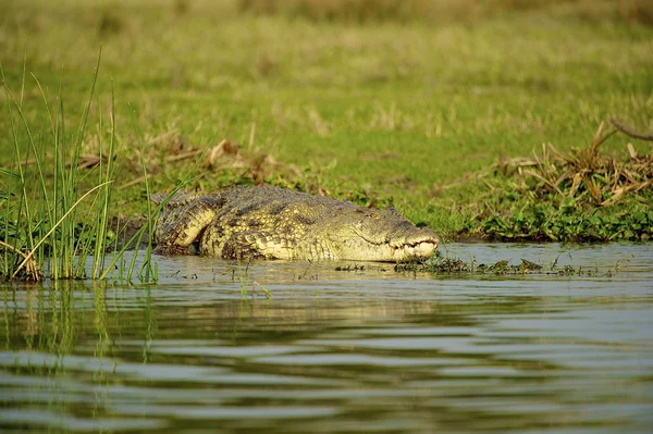 Africký krokodýl — Stock fotografie