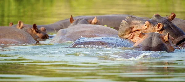 Troupeau d'hippopotames dans l'eau — Photo