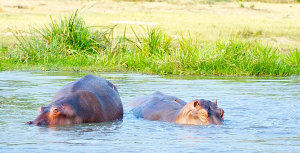 Ippopotamo nel fiume d'Africa — Foto Stock