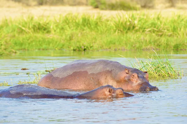 Hippotamus w wodzie na pół — Zdjęcie stockowe