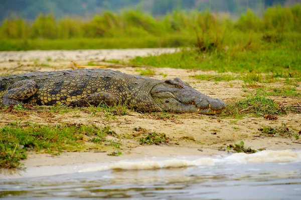 Krokodýl na pobřeží řeky — Stock fotografie