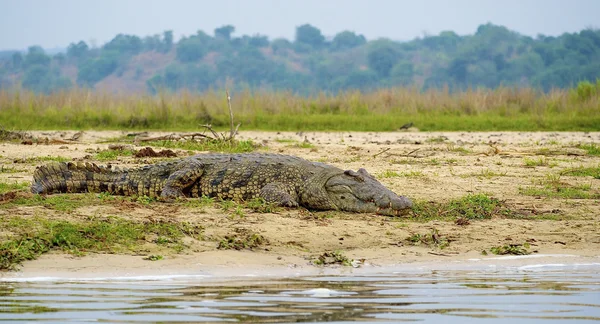 Crocodilo está prestes a nadar — Fotografia de Stock