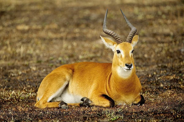 Antelope slaapt op de grond — Stockfoto