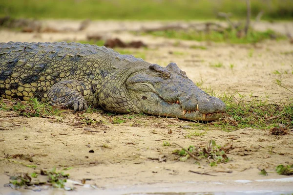 Crocodilo na margem do rio — Fotografia de Stock