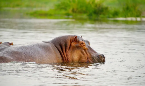 Hipopótamo de Uganda — Fotografia de Stock