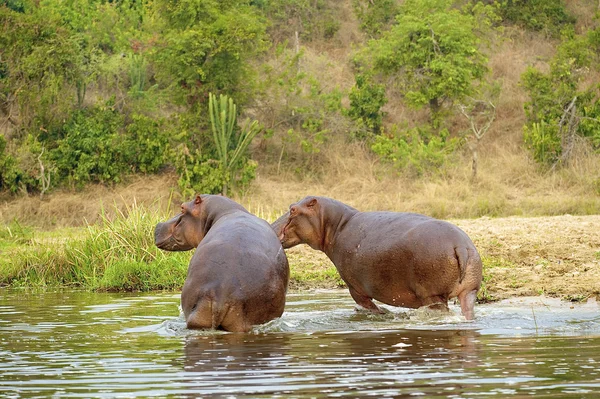 Zwei Flusspferde am Ufer des Flusses — Stockfoto