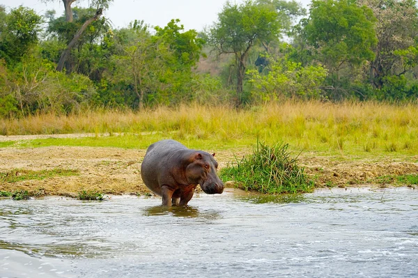 Hippopotamus enters the water — Stock Photo, Image