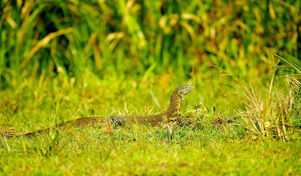 Varan na grama — Fotografia de Stock