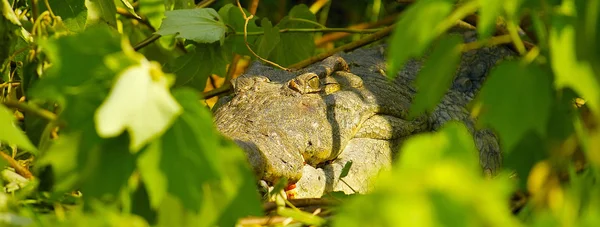 Afrika timsah korkunç gözlerin — Stok fotoğraf
