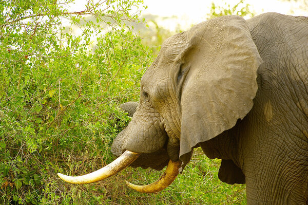 Elephant in the jungle of Africa