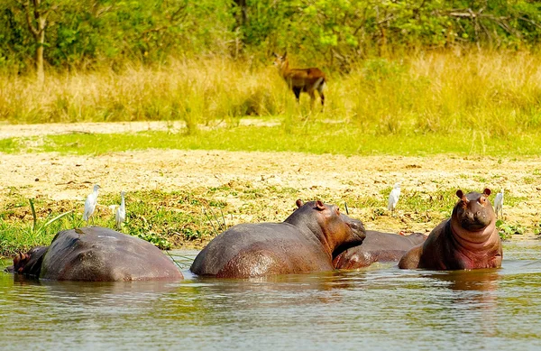 Hippopotamus play in the water — Stock Photo, Image