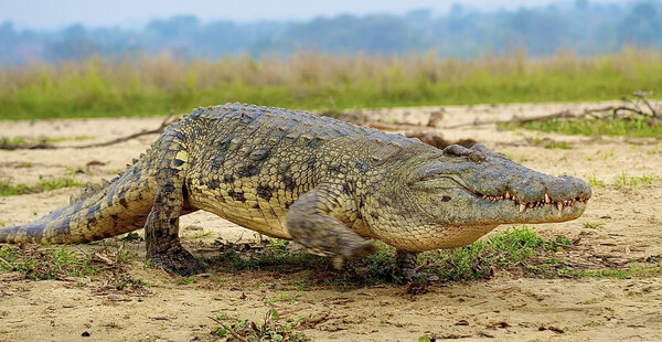 Crocodile walks
