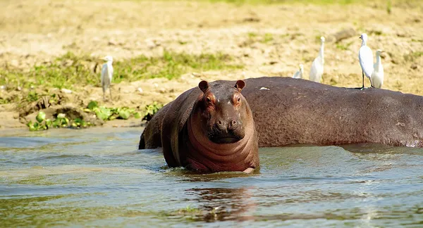 カメラのためのカバのポーズ — ストック写真