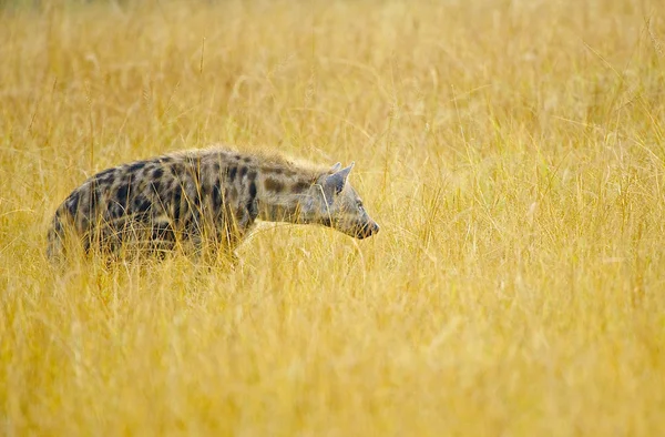 Afrikaanse hyena — Stockfoto