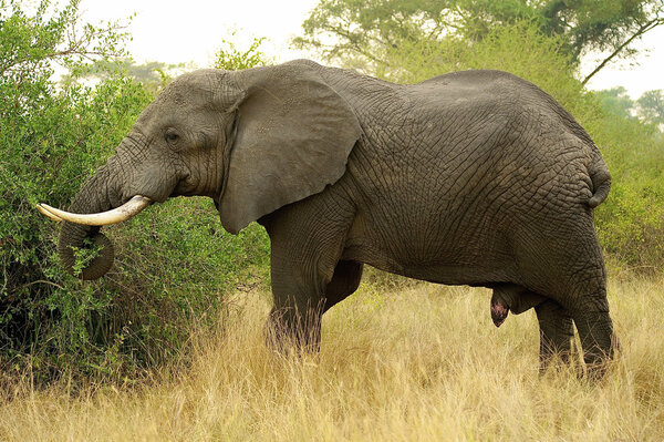 Portrait of a big elephant from Uganda