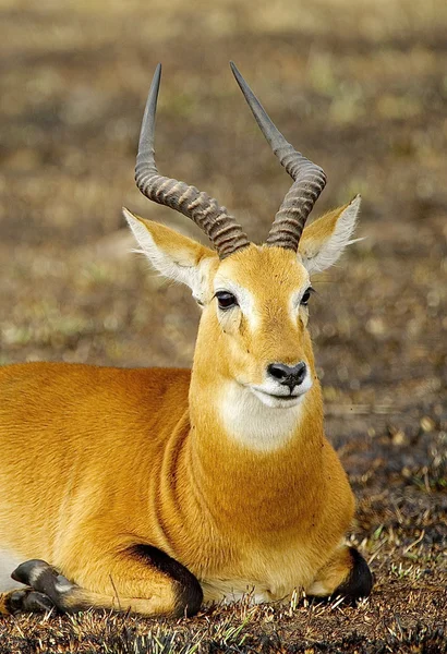 Antilop lägger på marken — Stockfoto