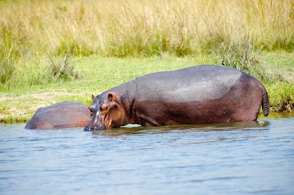Flodhäst i vattnet — Stockfoto