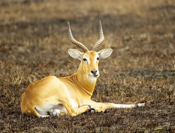 L'antilope giace a terra — Foto Stock
