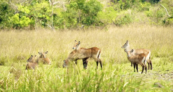 Gregge di antilopi — Foto Stock